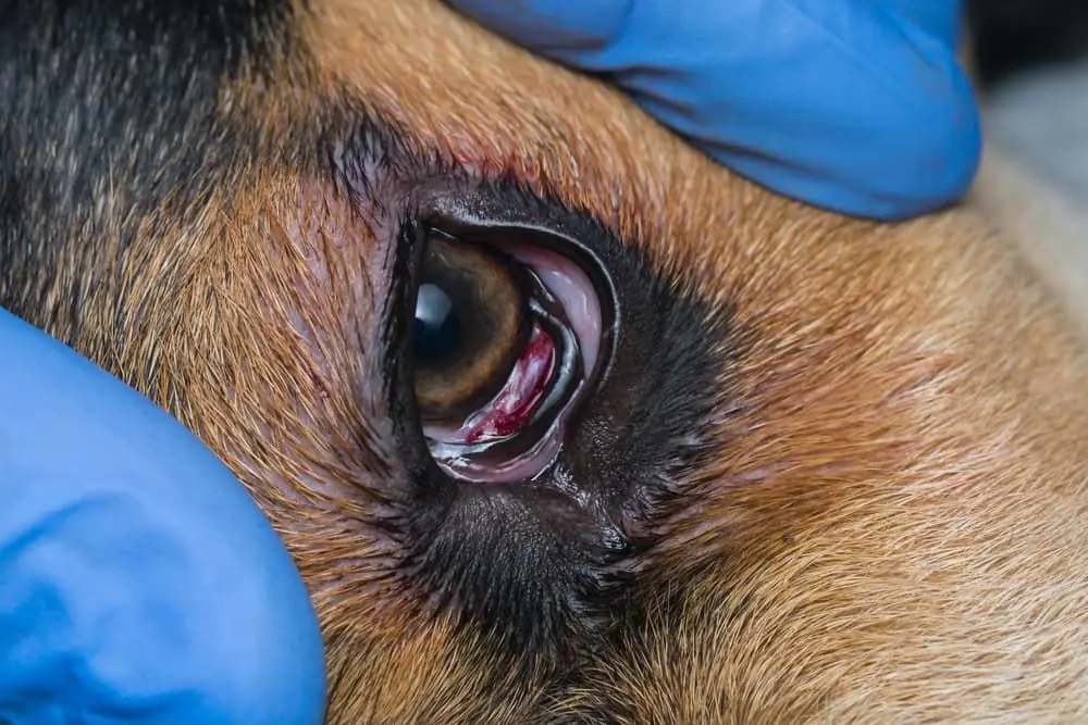 Affrontare il prolasso della ghiandola lacrimale della terza palpebra nei cani: Diagnosi e cure