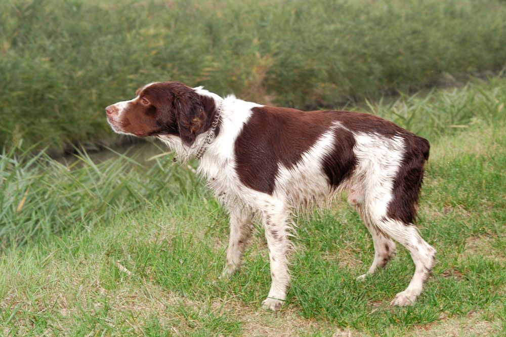 Alimentacion recomendada para el Spaniel Breton