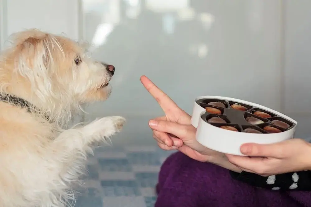 Alimenti nocivi e/o tossici da non dare ai nostri cani