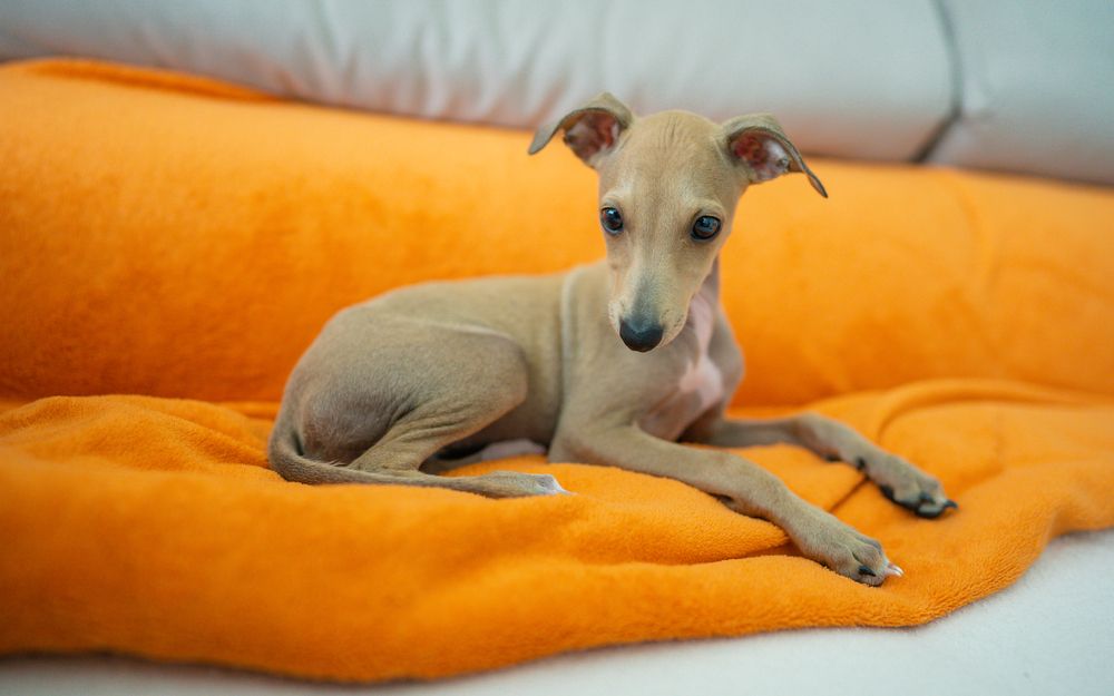 Cute,Dog,Sleeping,On,Blanket ,Dog,Breed,Italian,Greyhound,On