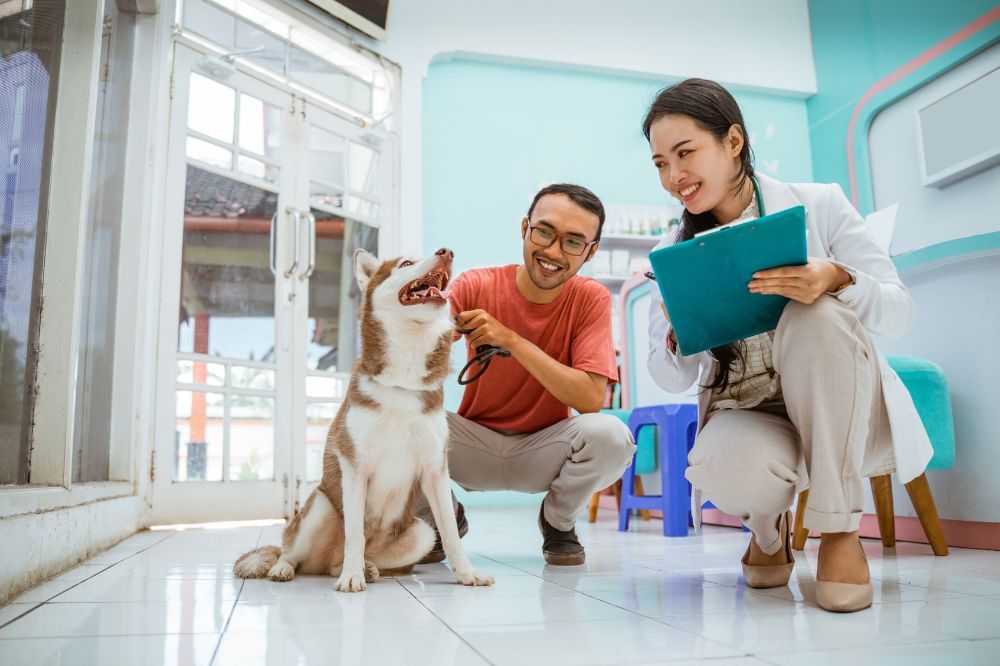 Examens réguliers pour chiens