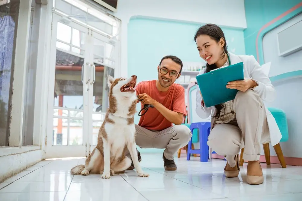 Examens réguliers pour chiens