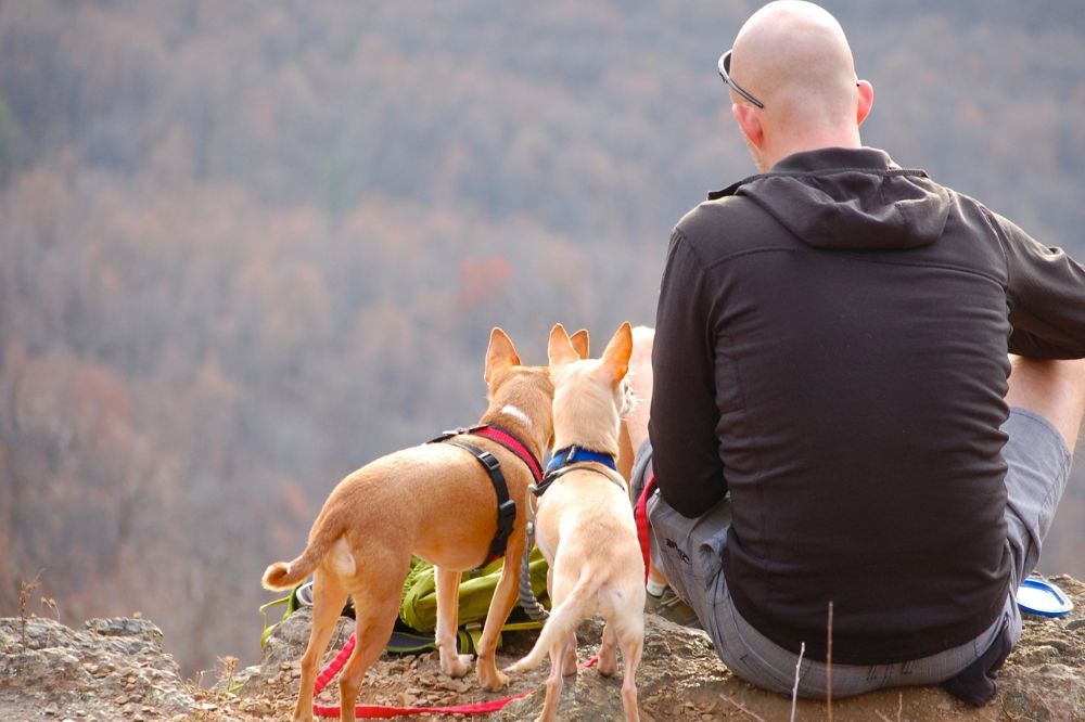 Beneficios de acampar con perros en Asturias