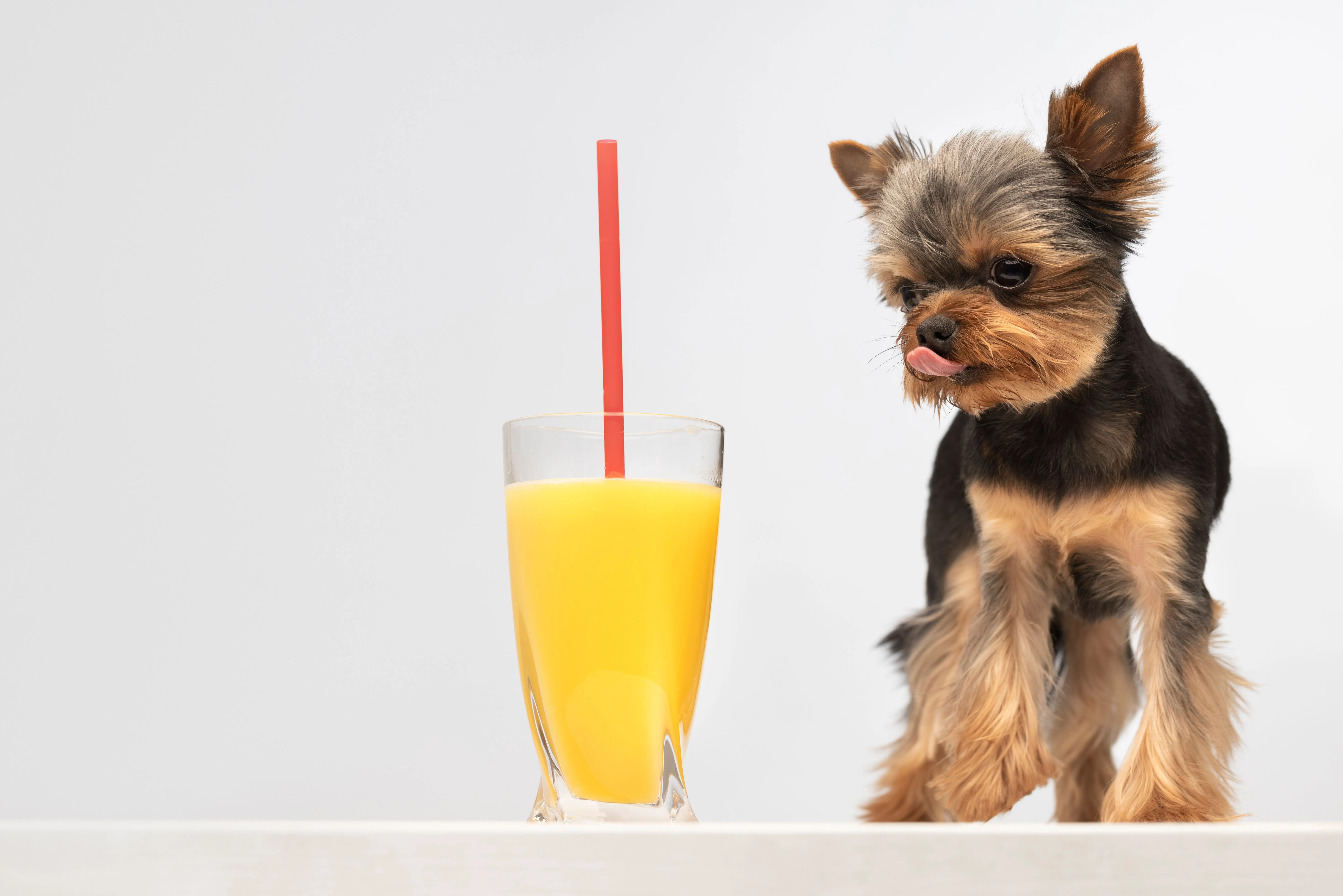 Ventajas saludables del smoothie de mango y coco para perros.