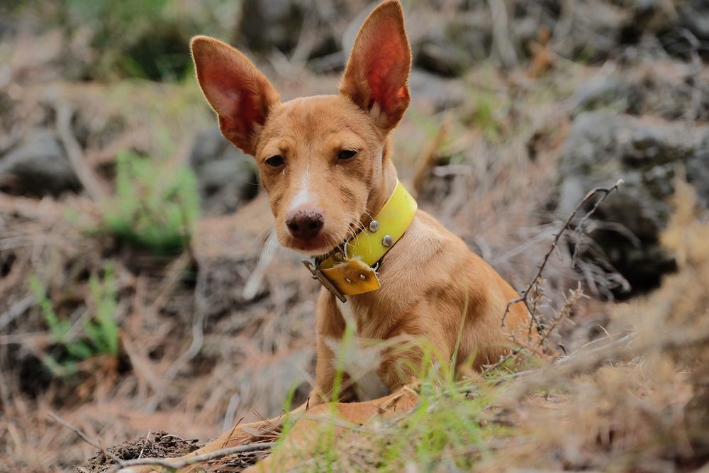 Brown,Andalusian,Podenco,Puppy,Hunting,,Hunting,Dog,For,Rabbits,,Hares,