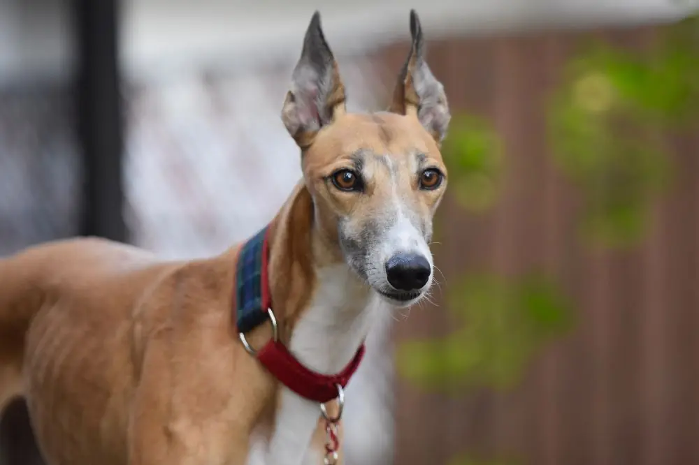 Besoins nutritionnels specifiques du Galgo espagnol