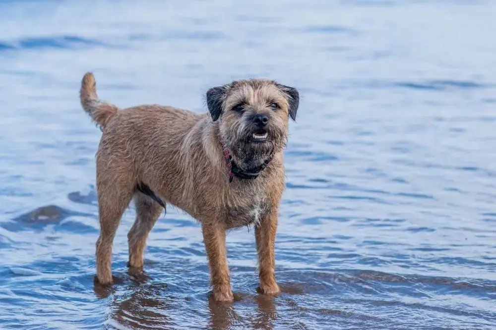 Border Terrier : origine, caractéristiques et soins