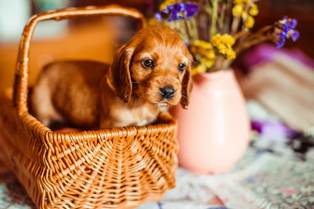 Cachorro de Cavalier King Charles Spaniel descansando en una cesta.