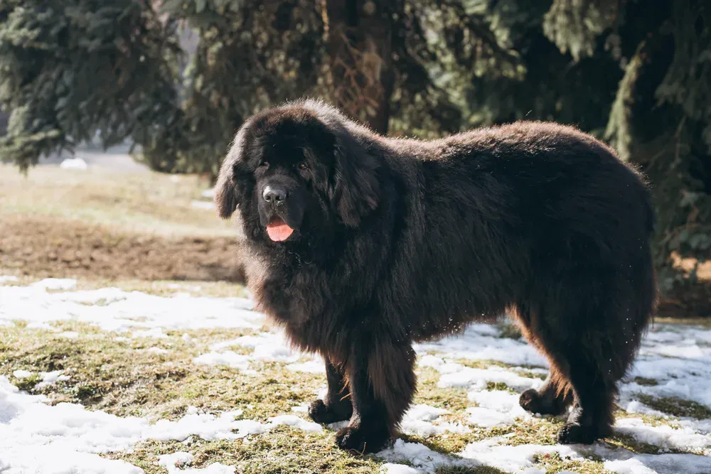 Cane Terranova che gioca all'aperto nel parco