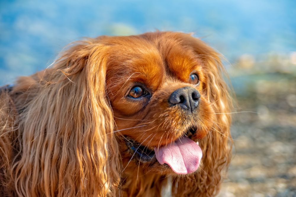 Cavalier King Charles Spaniel con la lengua fuera.