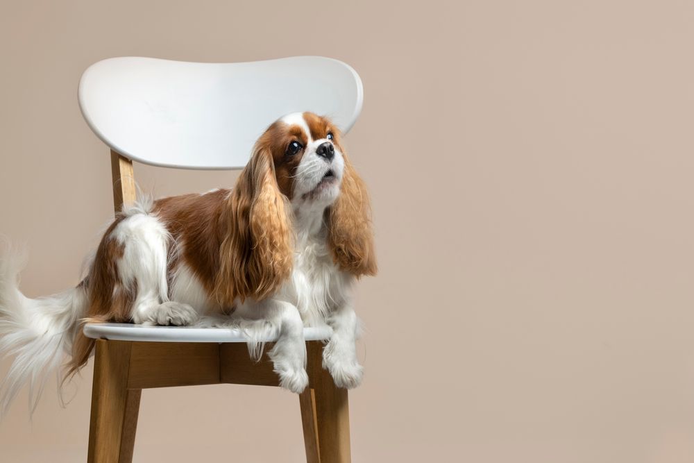 Perro Cavalier King Charles Spaniel posando para una foto en una silla