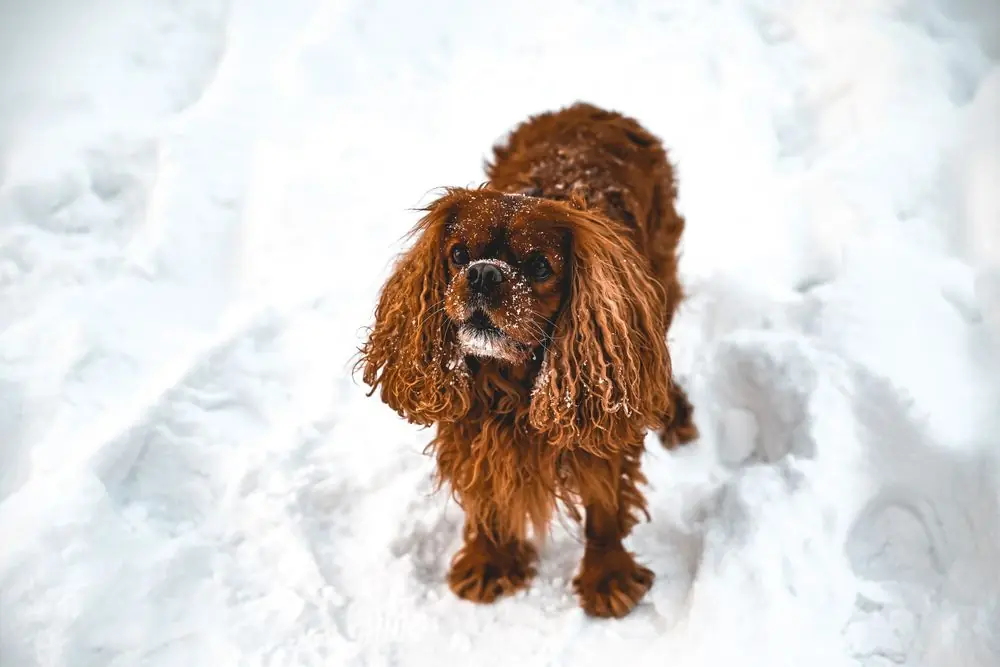 Cavalier King Charles Spaniel disfrutando en la nieve