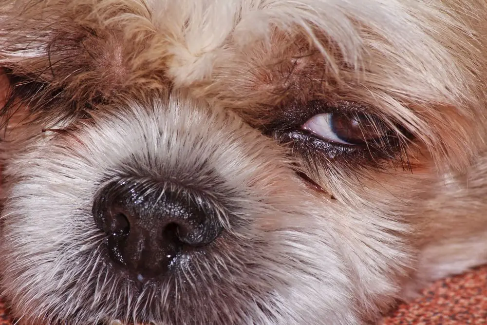 Occhio secco nei cani