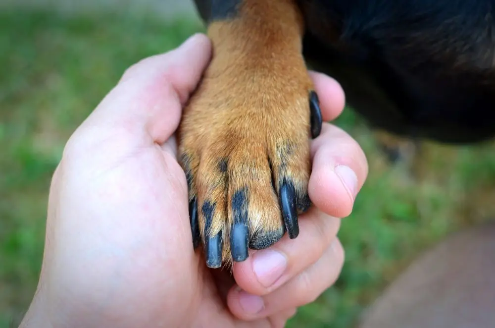 Chiens et soin des ongles : ce que vous devez savoir