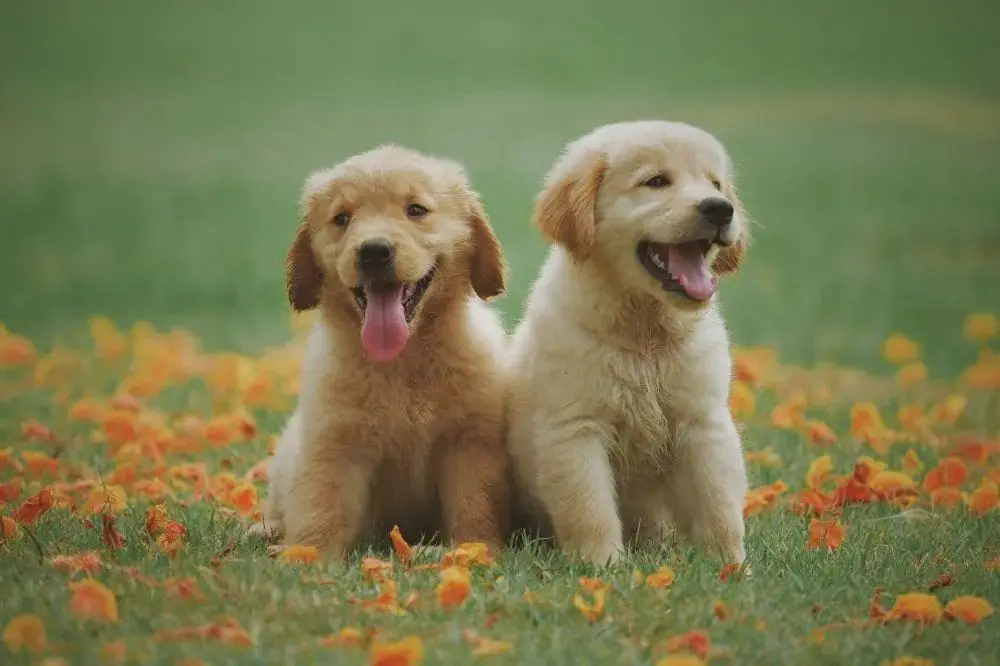 Come socializzare correttamente un cucciolo di cane?