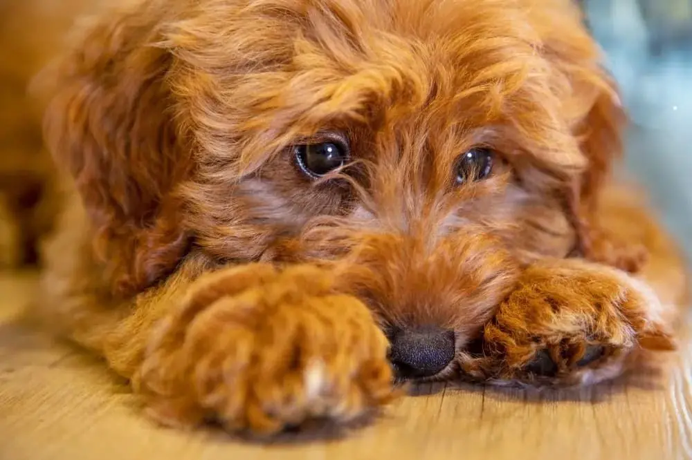 Comment aider votre chien à gérer la solitude