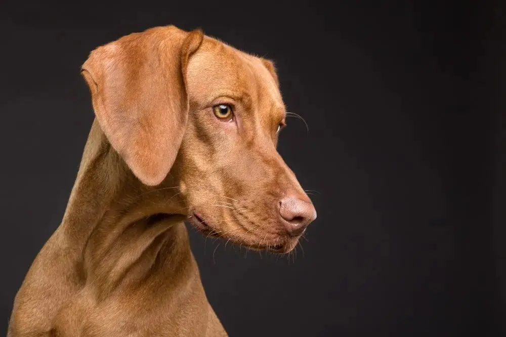 Comment choisir le chien idéal pour vous