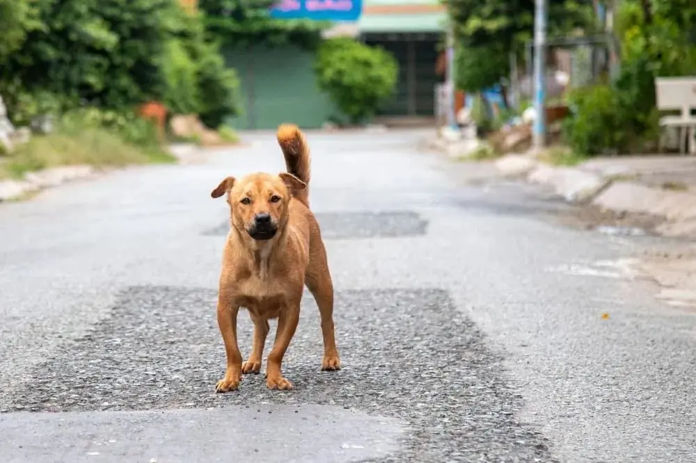 Comment socialiser votre chien : astuces et conseils