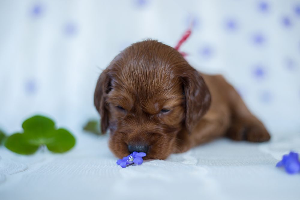 Como interactua el cachorro de Setter Irlandes con ninos y otras mascotas
