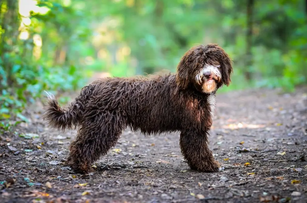 Spanish,Water,Dog,Puppy,In,The,Forest