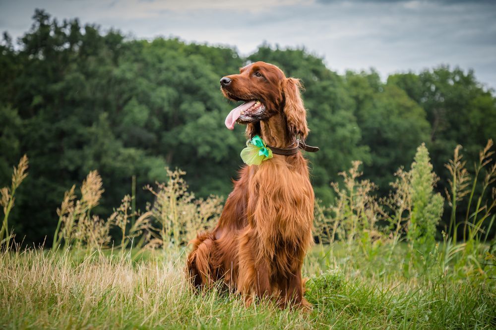 Consejos para la transición alimenticia y la digestión sana 