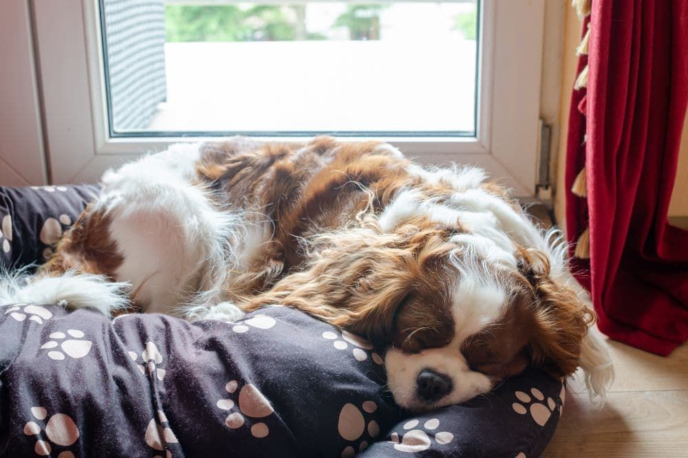 Consejos para una transición alimenticia efectiva y digestión saludable.