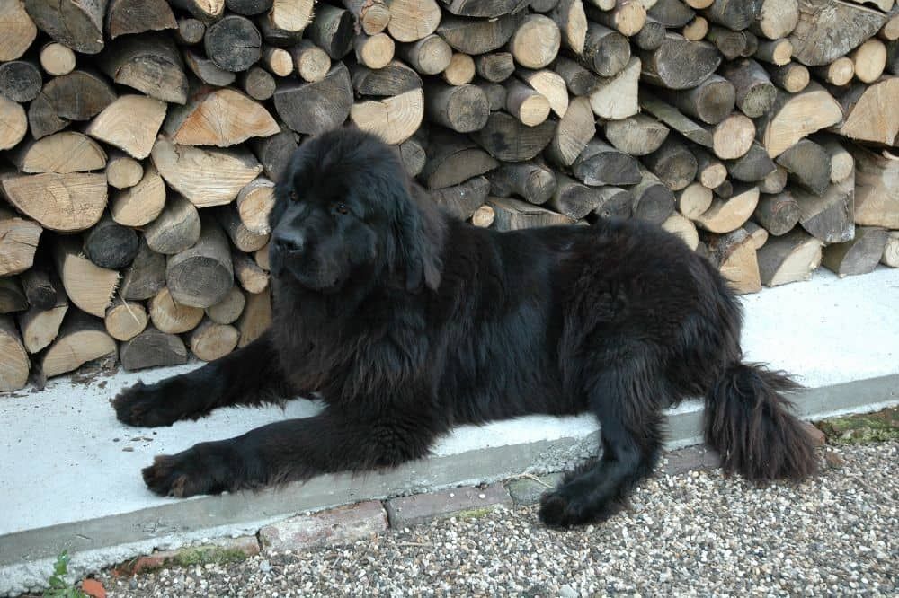 Consejos para mejorar la transición alimenticia y asegurar una digestión saludable.