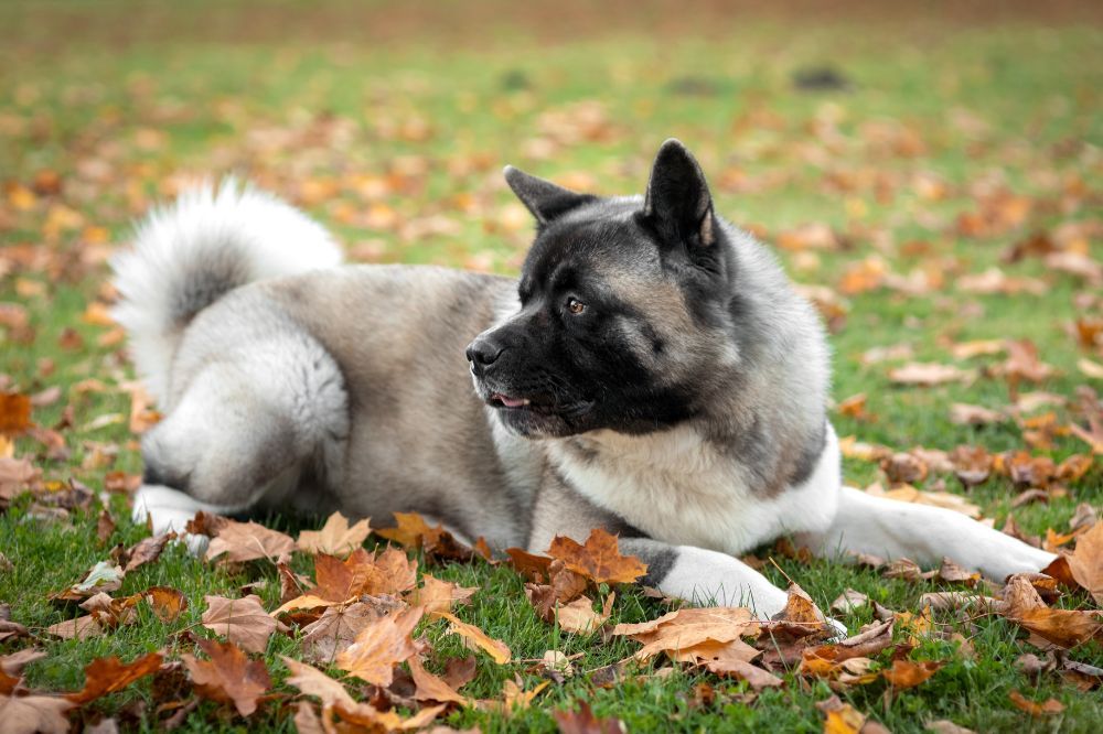 Consejos para una correcta socializacion desde cachorro