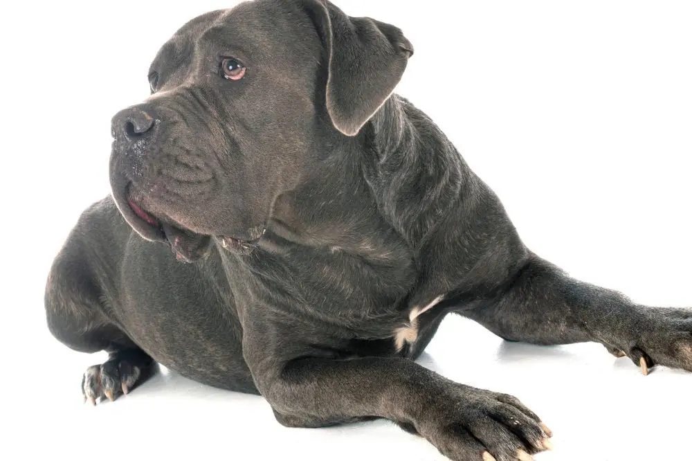 Curiosità sul Mastino Italiano 