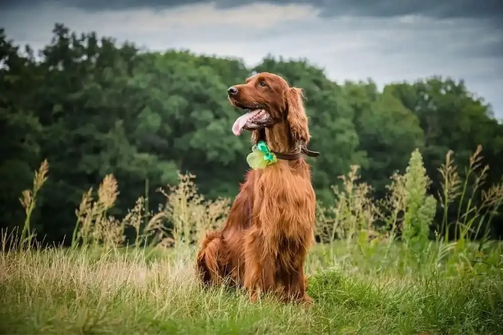 Curiosità sul Setter Irlandese