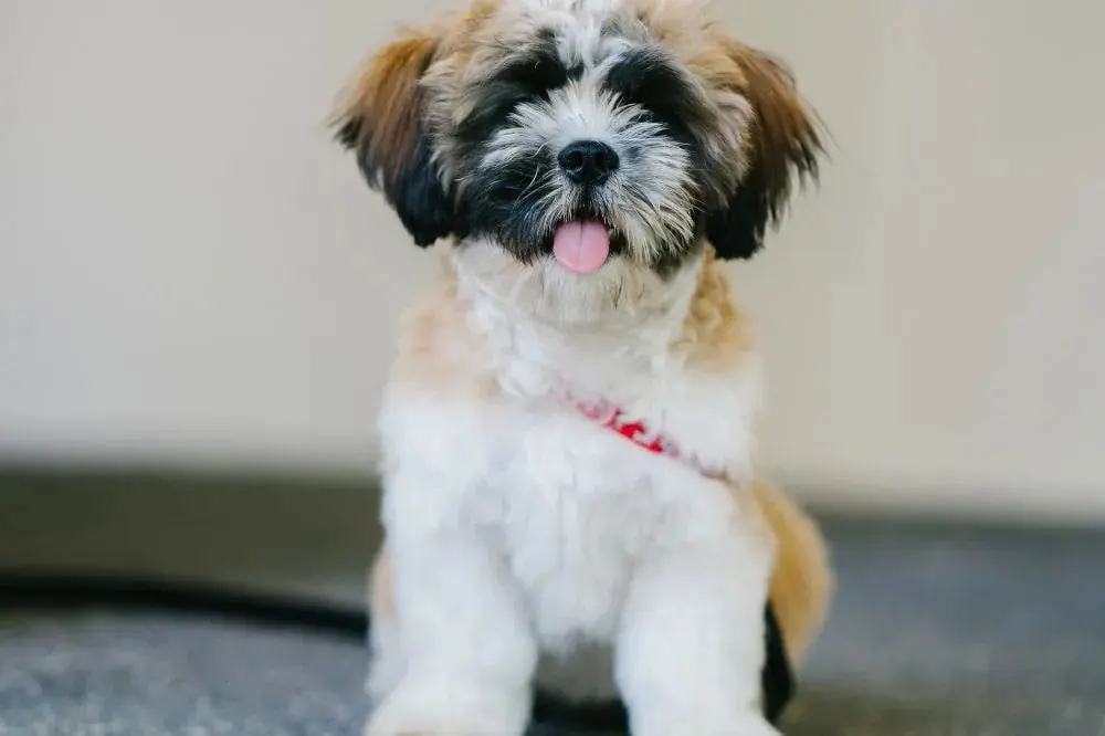 Curiosités sur le Shih Tzu