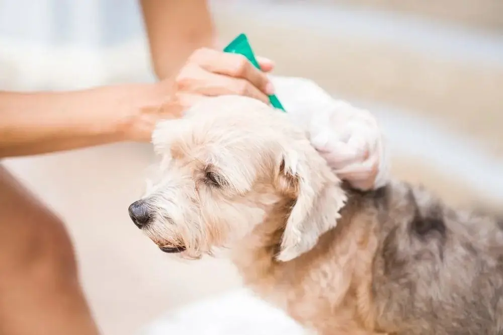 Déparasitage chez les chiens : guide complet interne et externe