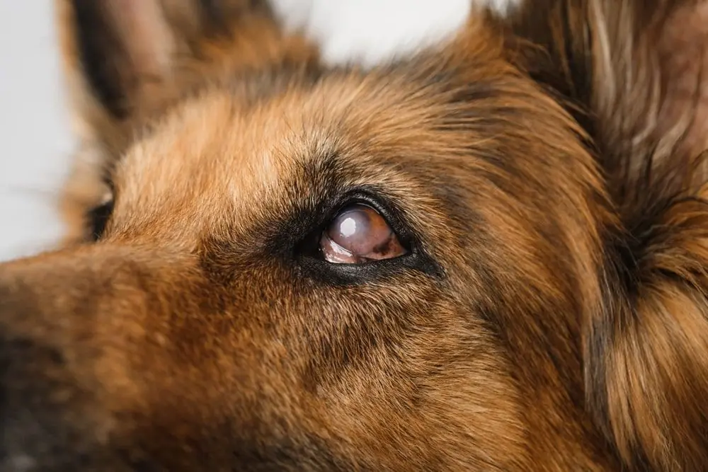 Détecter et traiter le glaucome chez les chiens : conseils clés pour cette maladie