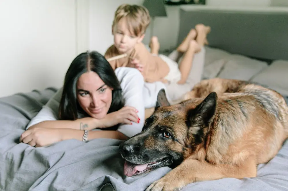 Hoteles que admiten perros en Andalucía 