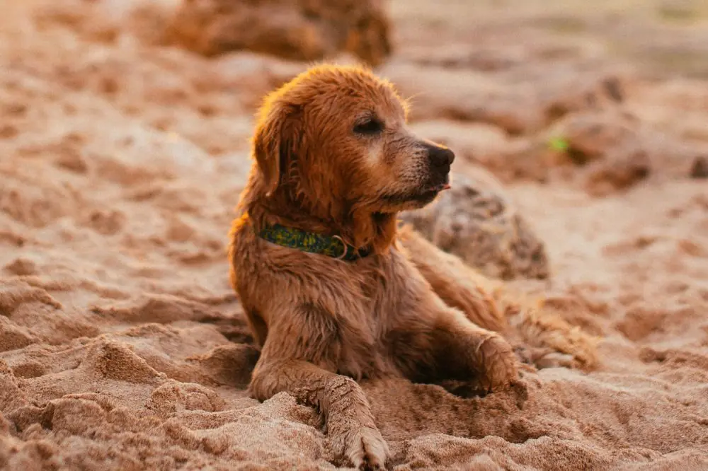 Playas para perros en Lugo
