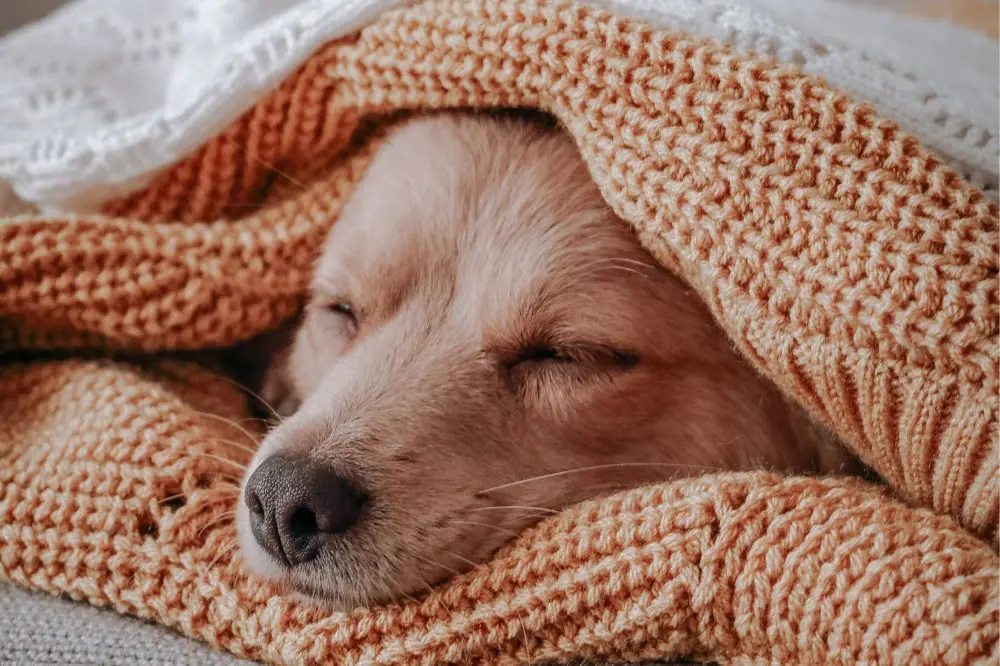 Hoteles que admiten perros en Cataluña