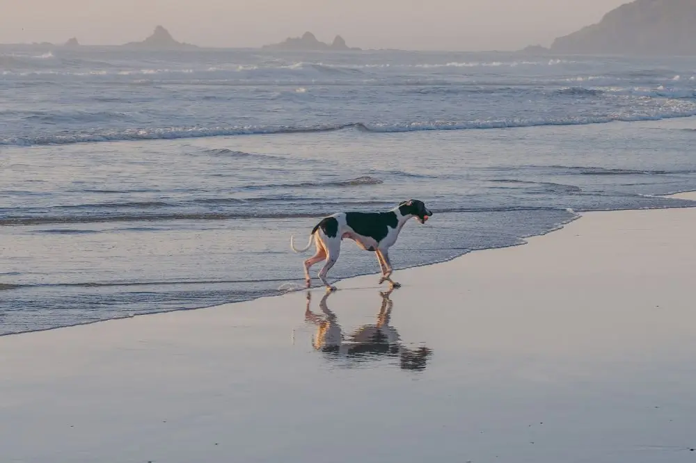 Playas para perros en Cataluña