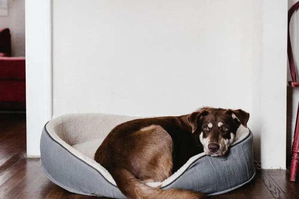Hoteles que admiten perros en Asturias