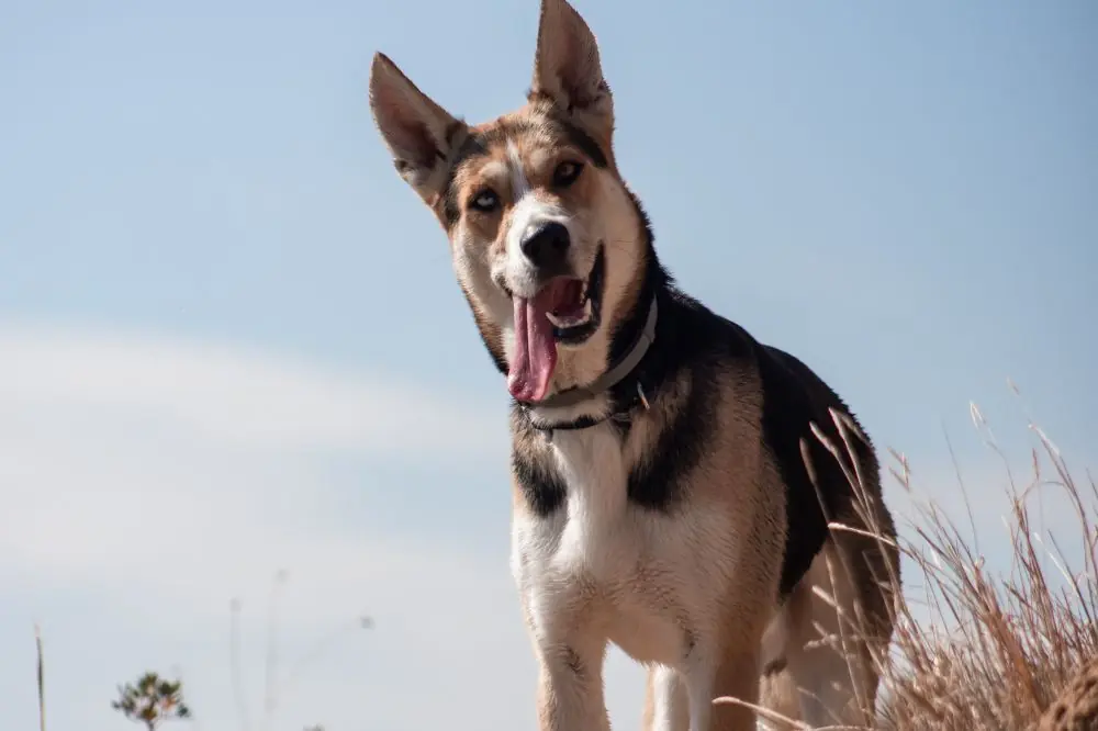 Playas para perros en Vizcaya