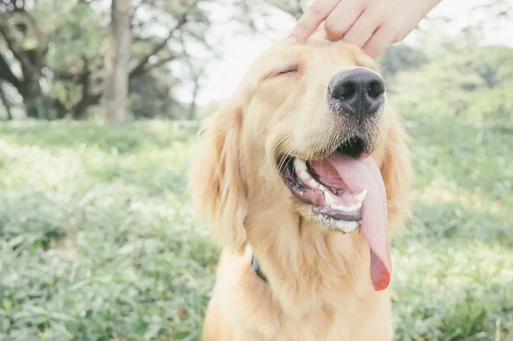 Campings que admiten perros en Andalucía