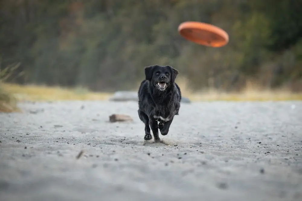 Playas para perros en Murcia 