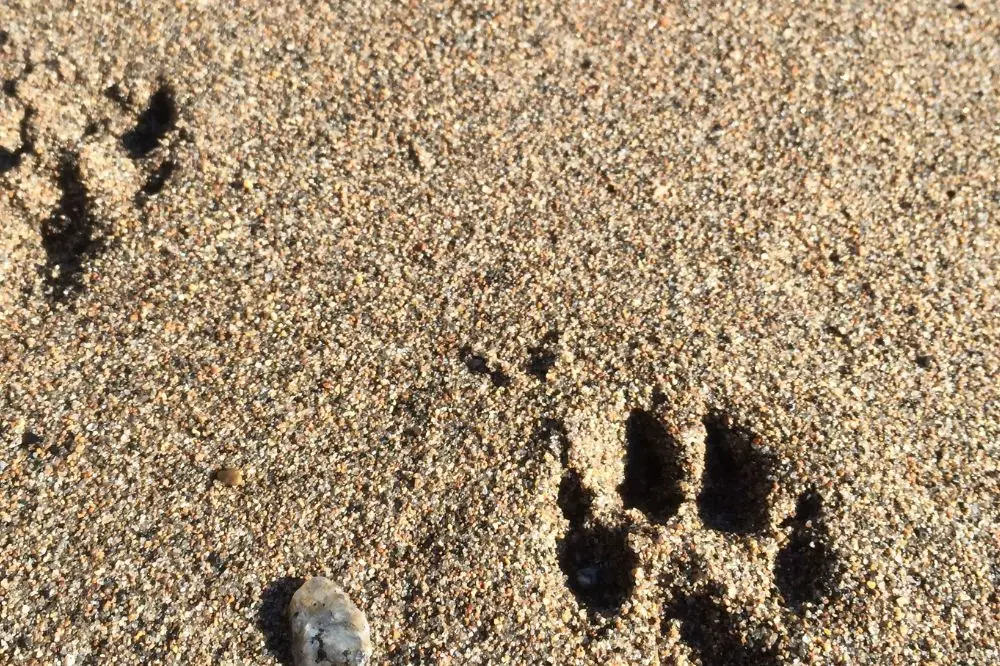 Playas para perros en Málaga 