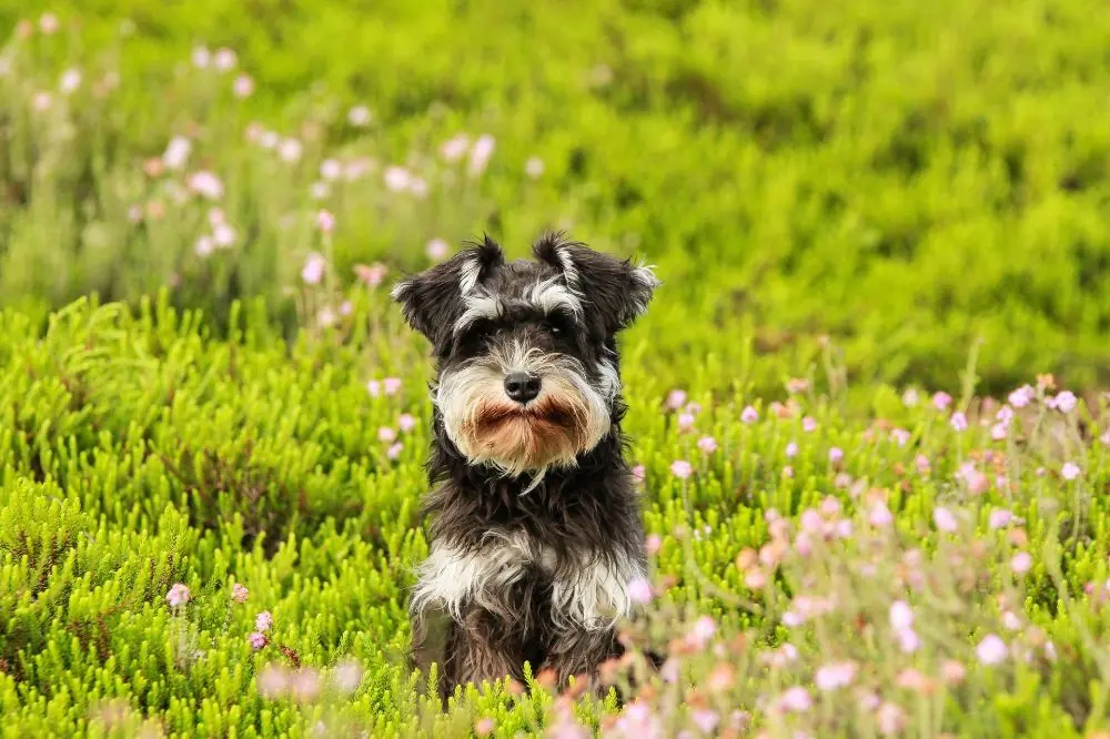 Campings que admiten perros en Alicante