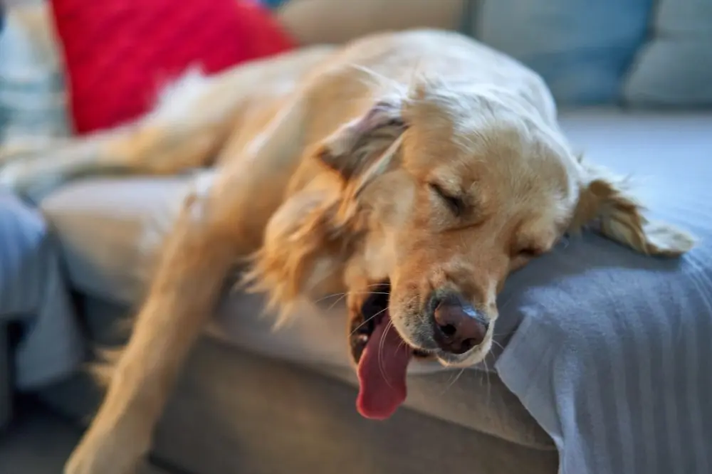 Hoteles que admiten perros en A Coruña