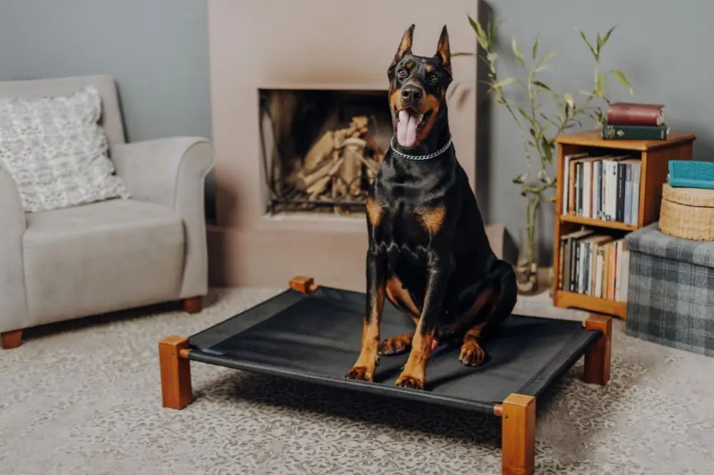 Hoteles que admiten perros en Málaga