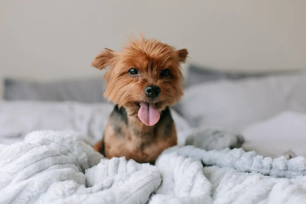 Hoteles que admiten perros en Vizcaya 