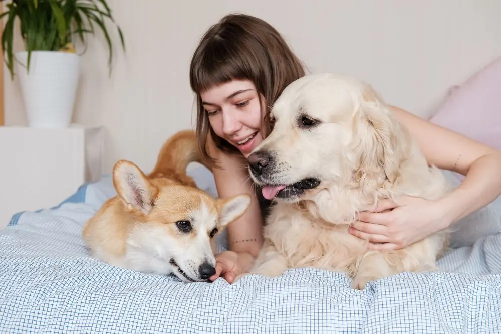 Hoteles que admiten perros en la Comunidad Valenciana 