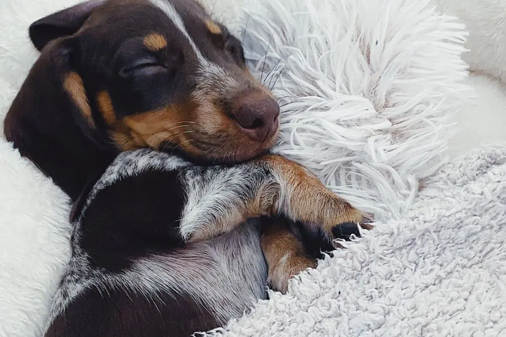 Hoteles que admiten perros en Guipuzcoa