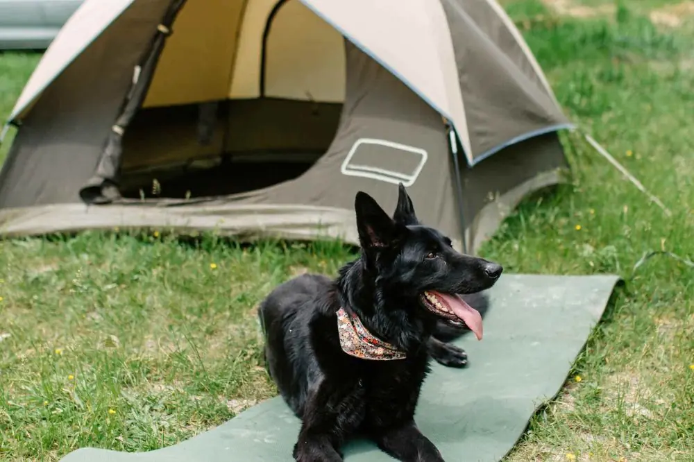 Campings que admiten perros en Cádiz