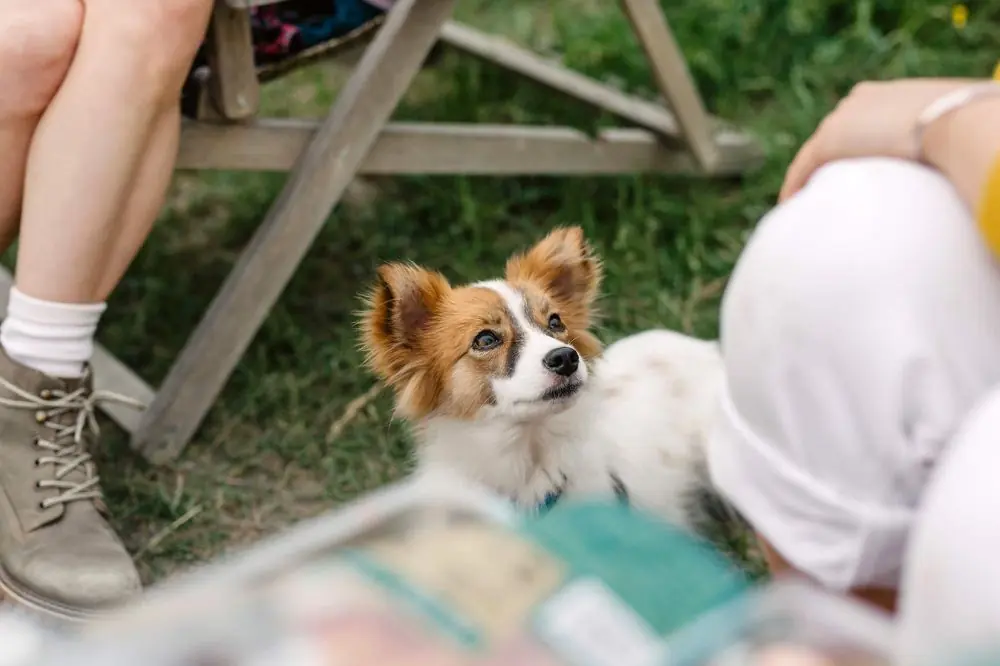 Campings que admiten perros en Cataluña